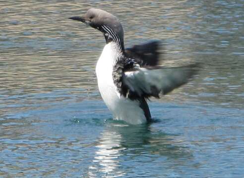 Image of Arctic Loon