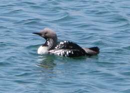 Image of Arctic Loon