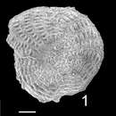 Image of Elphidium aculeatum subsp. norcotti Hayward 1997