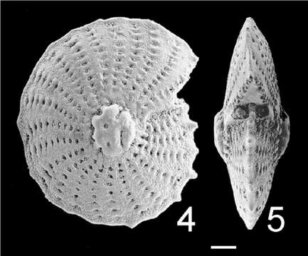 Plancia ëd Elphidium aculeatum subsp. subrotatum Hornibrook 1961