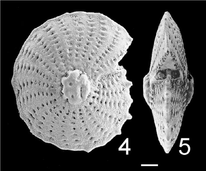 Image of Elphidium aculeatum subsp. subrotatum Hornibrook 1961