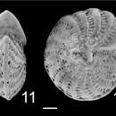 Sivun Elphidium advenum subsp. macelliforme McCulloch 1981 kuva