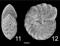 Image de Elphidium advenum subsp. macelliforme McCulloch 1981