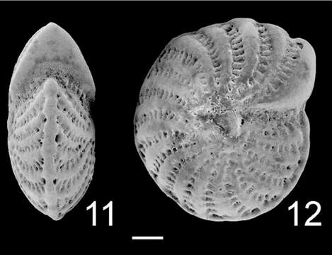 Image of Elphidium advenum subsp. macelliforme McCulloch 1981