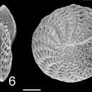 Слика од Elphidium argenteum Parr 1945