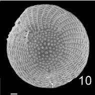 Image of Elphidium craticulatum (Fichtel & Moll 1798)