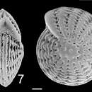 Слика од Elphidium craticulatum (Fichtel & Moll 1798)