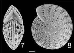 Image de Elphidium craticulatum (Fichtel & Moll 1798)