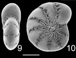 Image of Cribroelphidium excavatum (Terquem 1875)