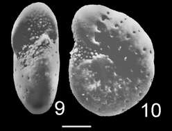 Слика од Elphidium excavatum subsp. sydneyense (Albani 1978)