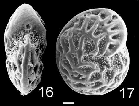 Image of Elphidium hampdenense Finlay 1939