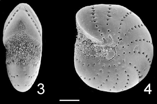 Image of Elphidium hawkesburyense (Albani 1974)