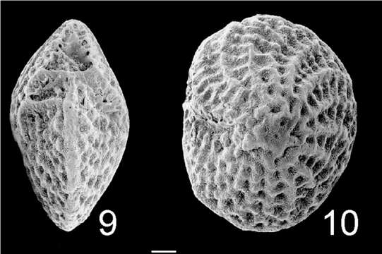 Image of Elphidium ingressans Dorreen 1948