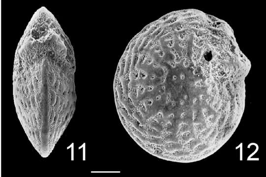 Image of Elphidium kanoum Hayward 1979