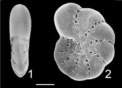 Image of Elphidium lene Cushman & McCulloch 1940