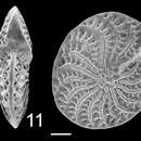 Image of Elphidium macellum (Fichtel & Moll 1798)