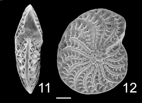 Image of Elphidium macellum (Fichtel & Moll 1798)