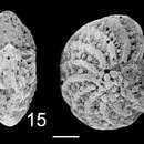 Plancia ëd Elphidium matanginuiense Hayward 1997