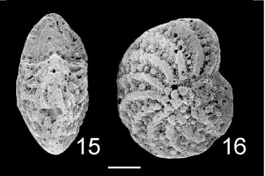 Plancia ëd Elphidium matanginuiense Hayward 1997