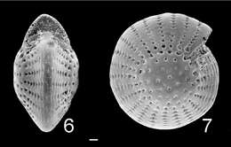 Image of Elphidium mortonbayense Albani & Yassini 1993