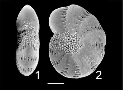 Image of Elphidium oceanicum Cushman 1933