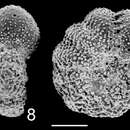 Слика од Elphidium phillipense Hayward 1997 ex Hayward, Hollis & Grenfell 1997