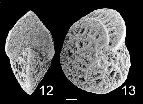 Слика од Elphidium pseudoinflatum Cushman 1936