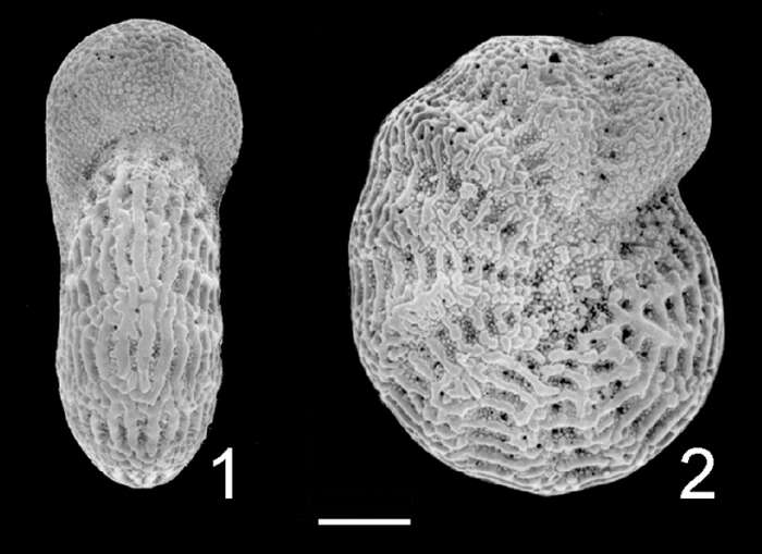 Image of Elphidium reticulosum Cushman 1933