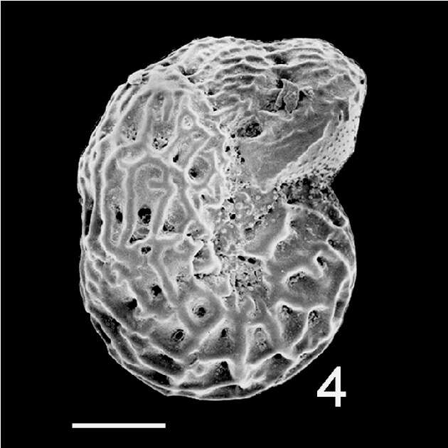 Image of Elphidium reticulosum Cushman 1933