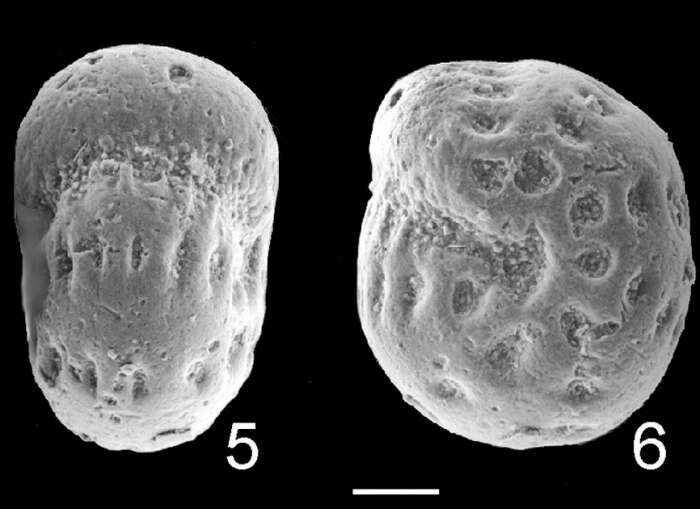 Plancia ëd Elphidium saginatum Finlay 1939