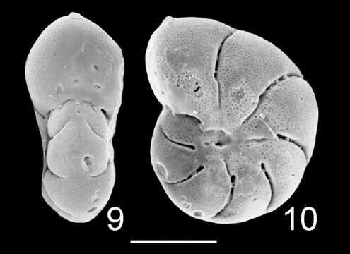 Image of Elphidium sandiegoense (Lankford 1973)