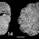 Image of Cristatavultus pacificus (Collins 1958)