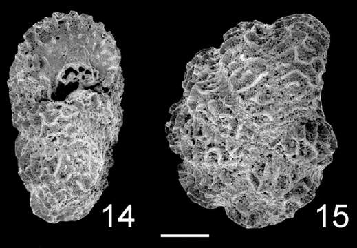 Image of Cristatavultus pacificus (Collins 1958)