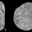 Image of Parrellina verriculata (Brady 1881)