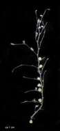 Image of Plumularia strobilophora Billard 1913