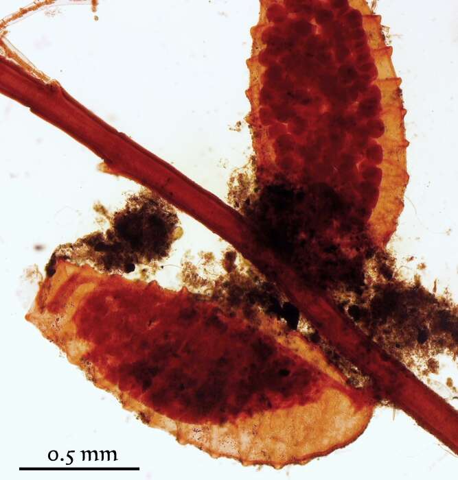 Image of Plumularia strictocarpa Pictet 1893