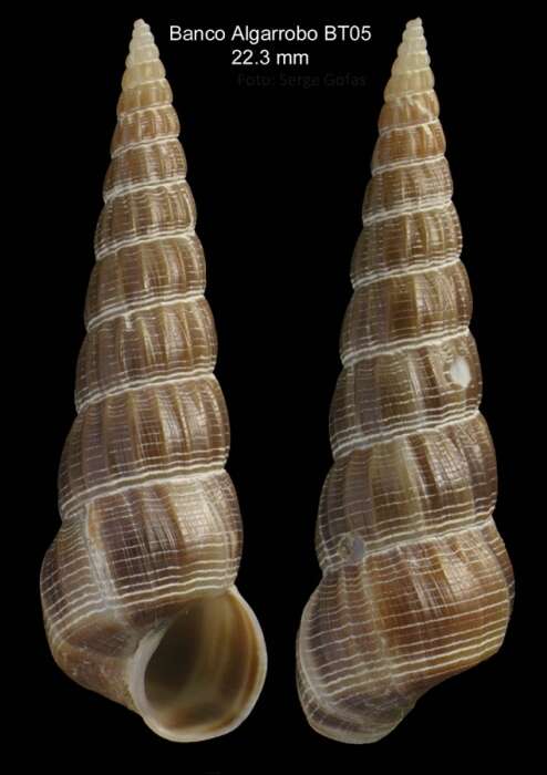 Image of Acirsa subdecussata (Cantraine 1835)