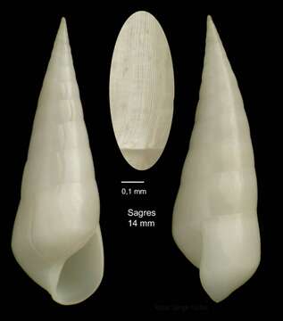 Image of Melanella alba (da Costa 1778)