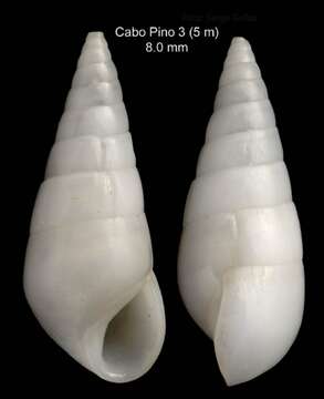 صورة Melanella boscii (Payraudeau 1826)