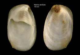 Crepidula unguiformis Lamarck 1822 resmi