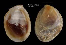 Image of Crepidula moulinsii Michaud 1829