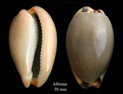 Image of brown cowrie