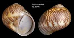 Image of Tectonatica sagraiana (d'Orbigny 1842)