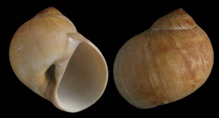 Image of dark necklace shell