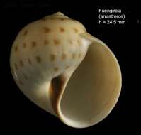 Image of Euspira grossularia (Marche-Marchad 1957)