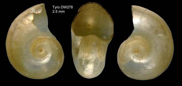 Image of Oxygyrus inflatus Benson 1835