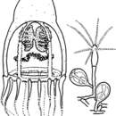 Image of Pandeidae Haeckel 1879