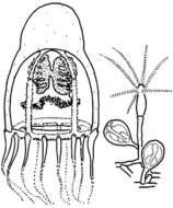 Image of Pandeidae Haeckel 1879