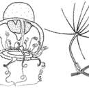 صورة Protiaridae Haeckel 1879