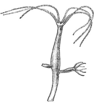 Image of Hydridae Dana 1846